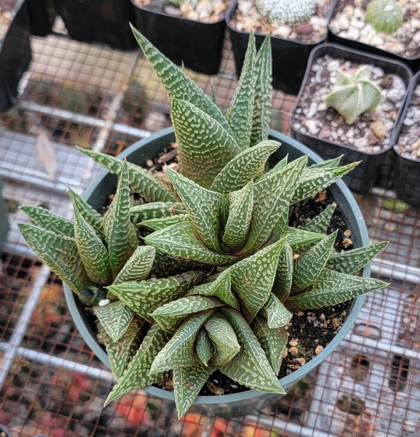 Haworthia limifolia|clumps