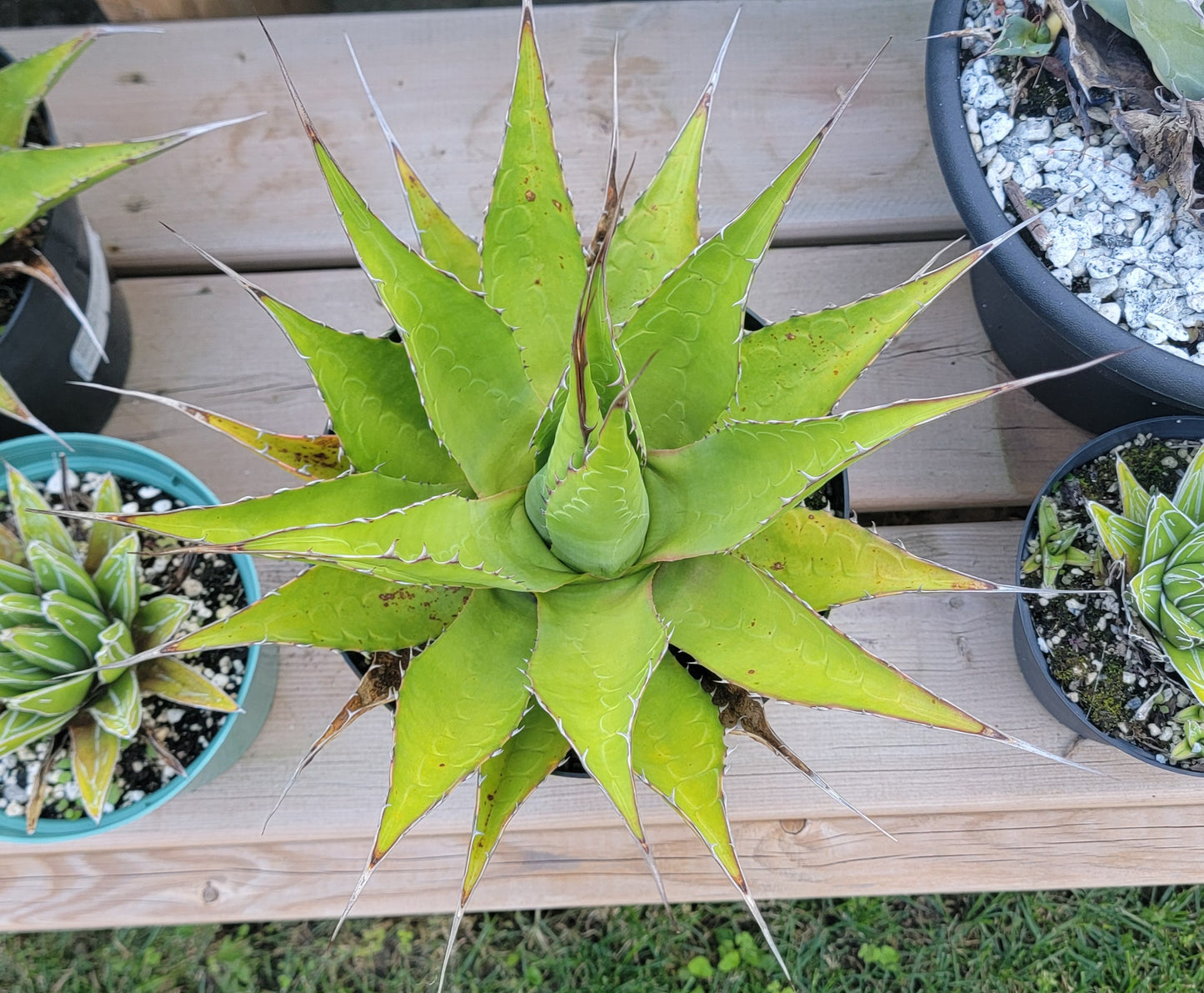 Agave Montana