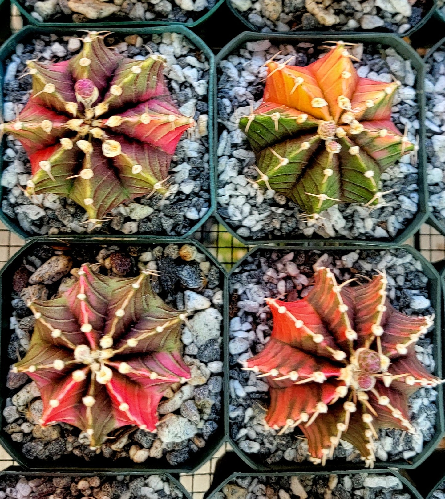 Gymnocalycium Mihanovichii varigata