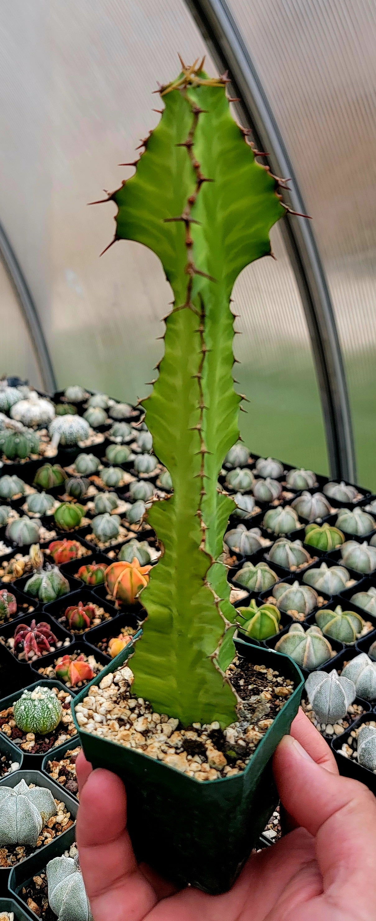 Euphorbia pseudocactus Zig-Zag