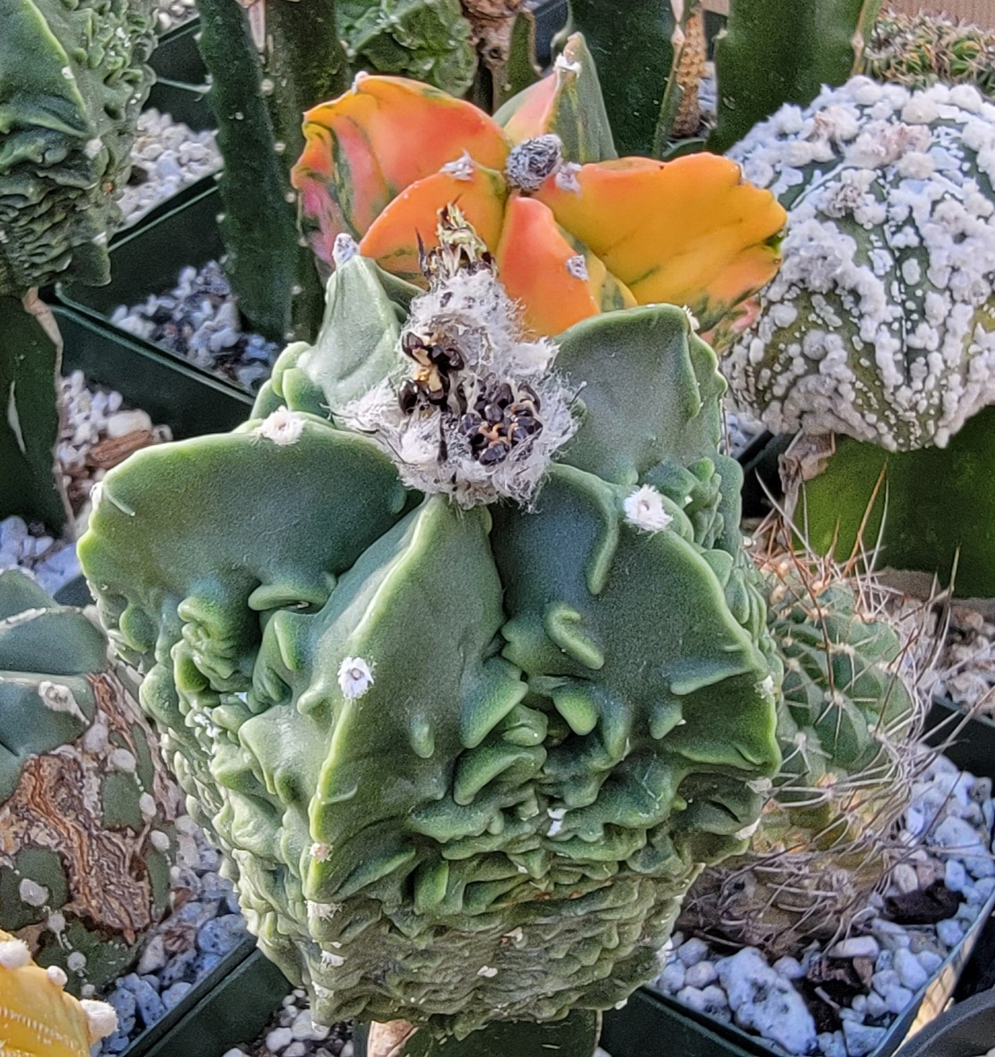 Astrophytum myriostigma cv. Fukuryu nudum (15 seeds)