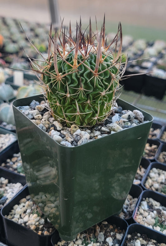 Echinofossulocactus crispatus (Live plant)