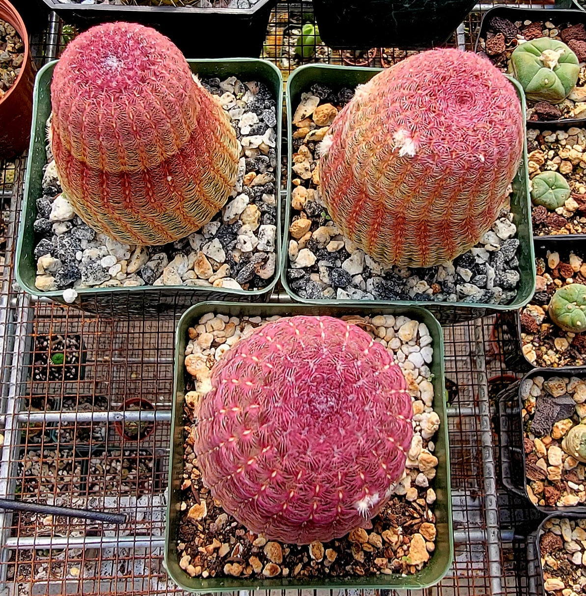 Echinocereus rigidissimus var. rubispinus | Rainbowcactus
