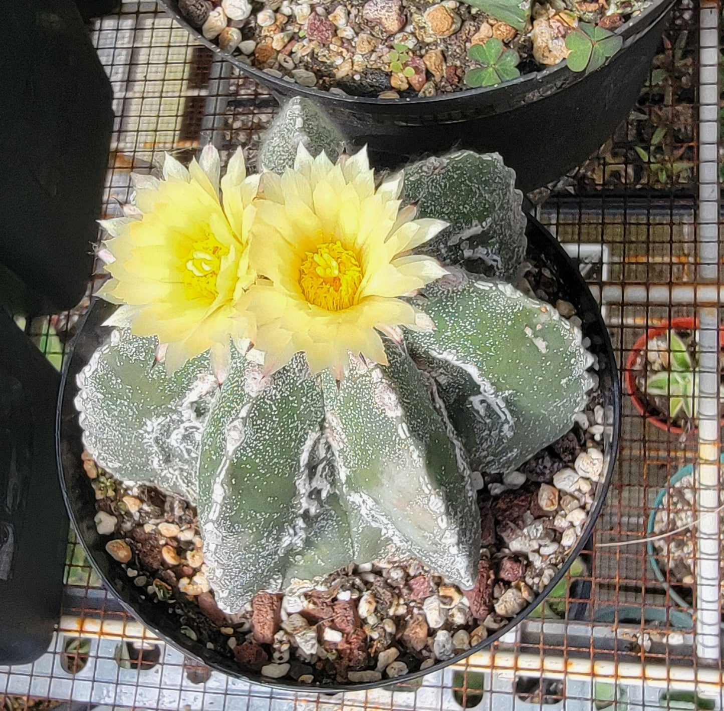 Astrophytum myriostigma cv. Hakujo Fukuryu  (15 seeds)