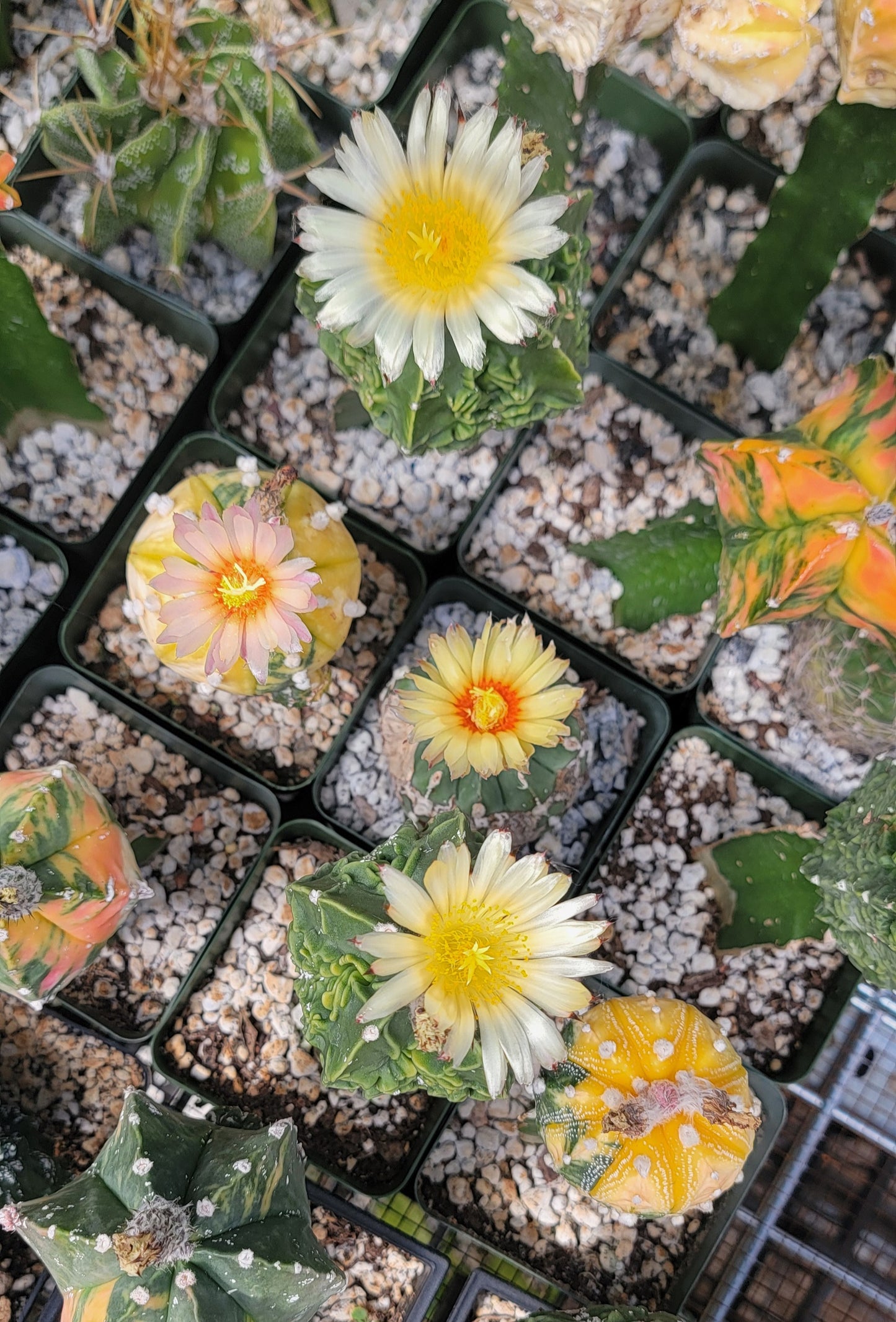 Astrophytum asterias variegata - (15 seeds)