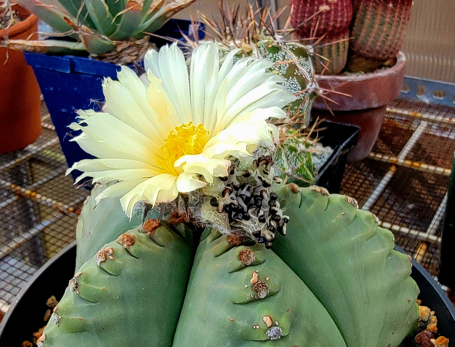 Astrophytum myriostigma  cv.kikko nudum   - (15 seeds)