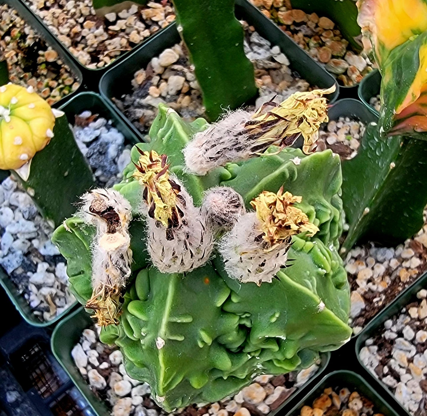 Astrophytum Premium Mix - seeds