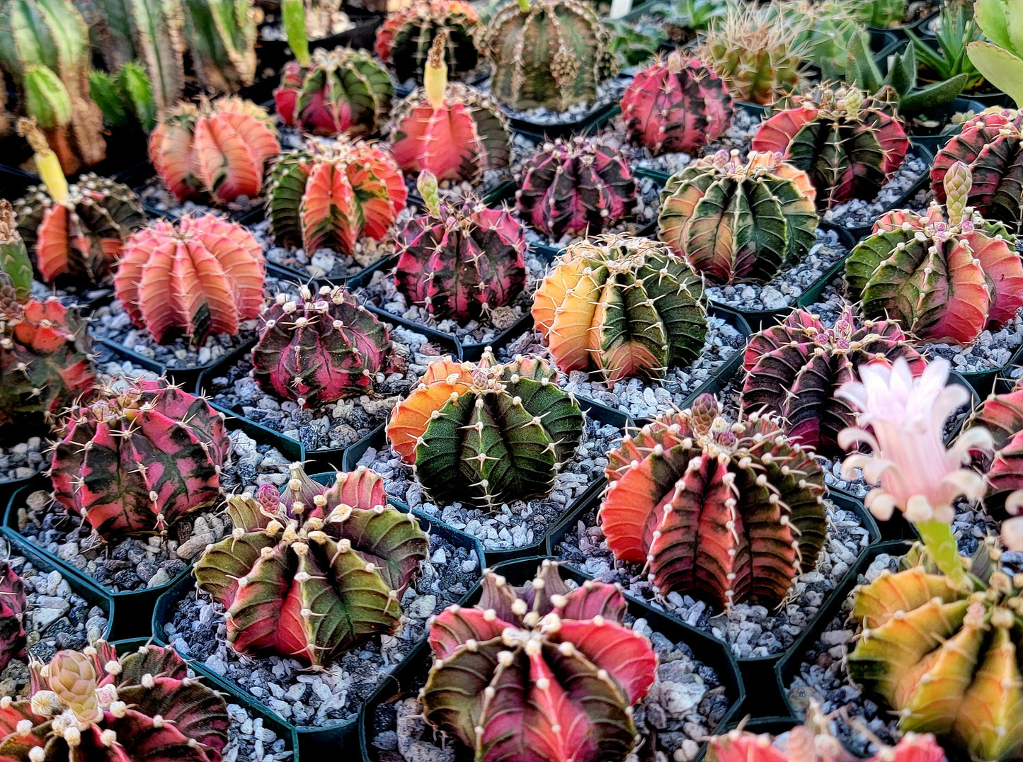 Gymnocalycium Mihanovichii varigata
