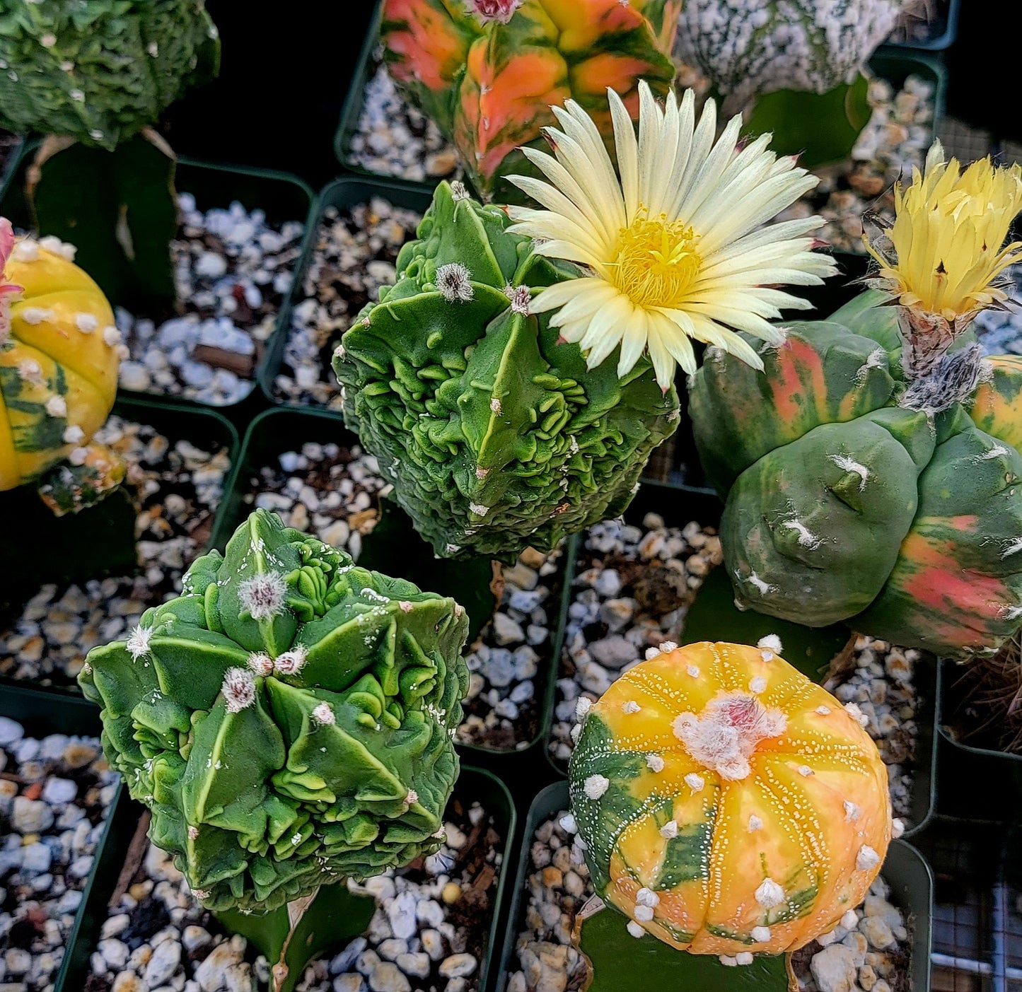 Astrophytum Premium Mix - seeds