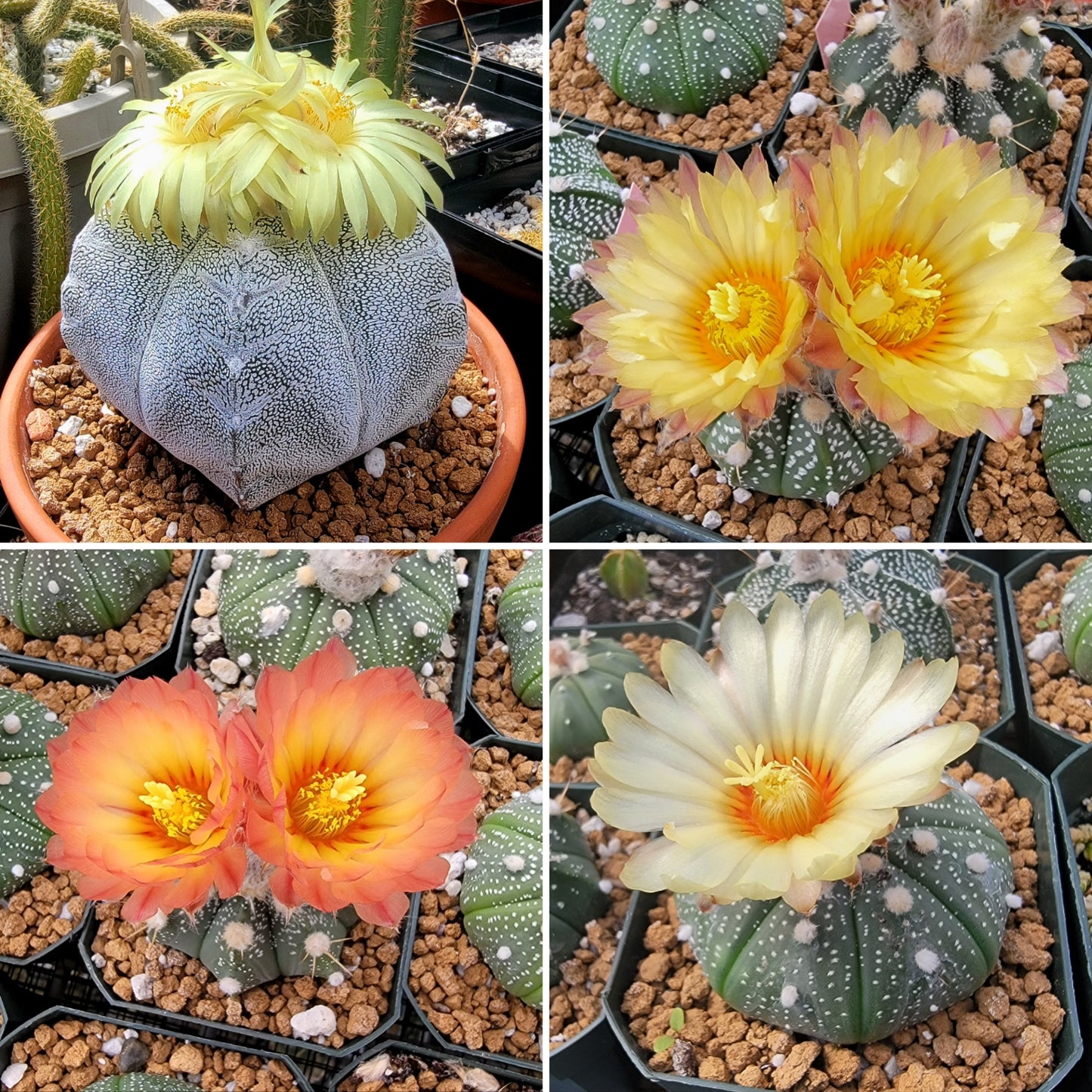 Astrophytum Premium Mix - seeds