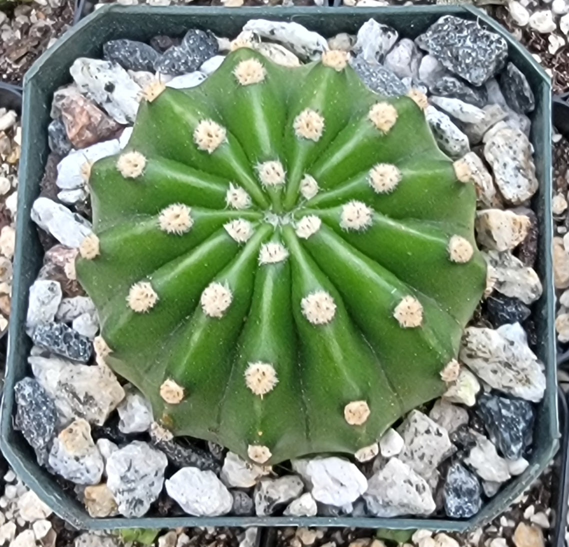 Echinopsis oxygona | Easter Lily Cactus (Live plant)