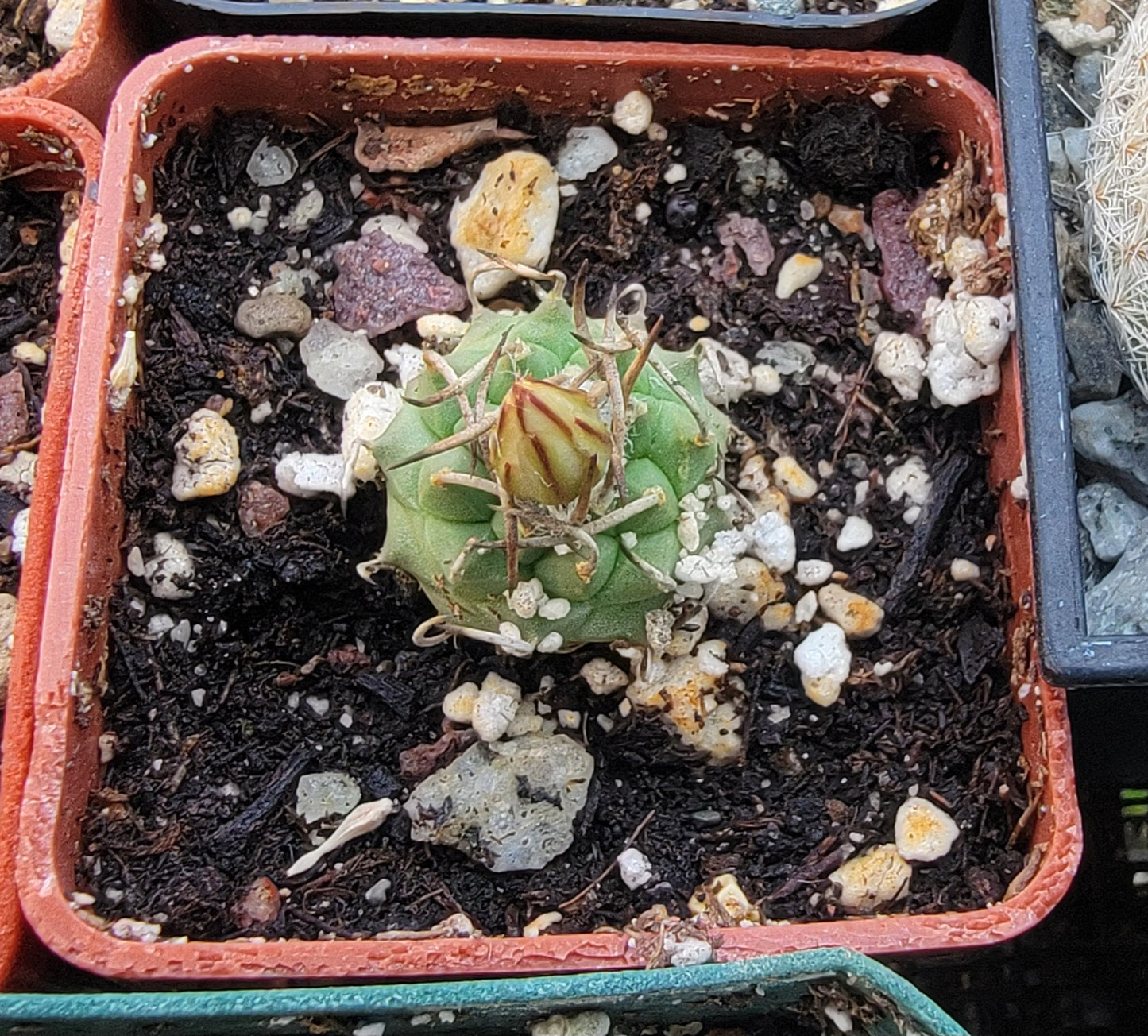 Turbinicarpus schmiedicheanus ssp. klinkerianus