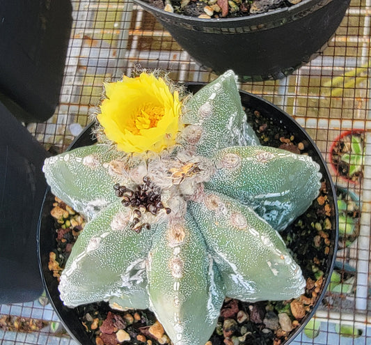 Astrophytum myriostigma cv. Hakujo Fukuryu  (15 seeds)