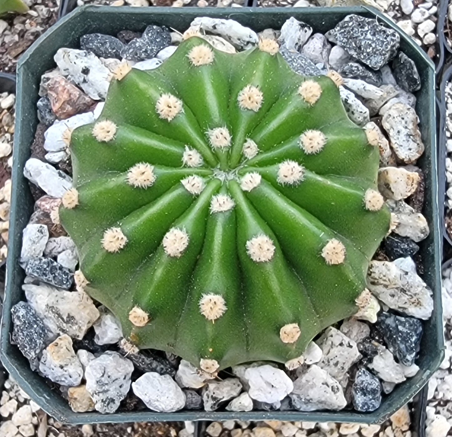 Echinopsis oxygona | Easter Lily Cactus (Live plant)