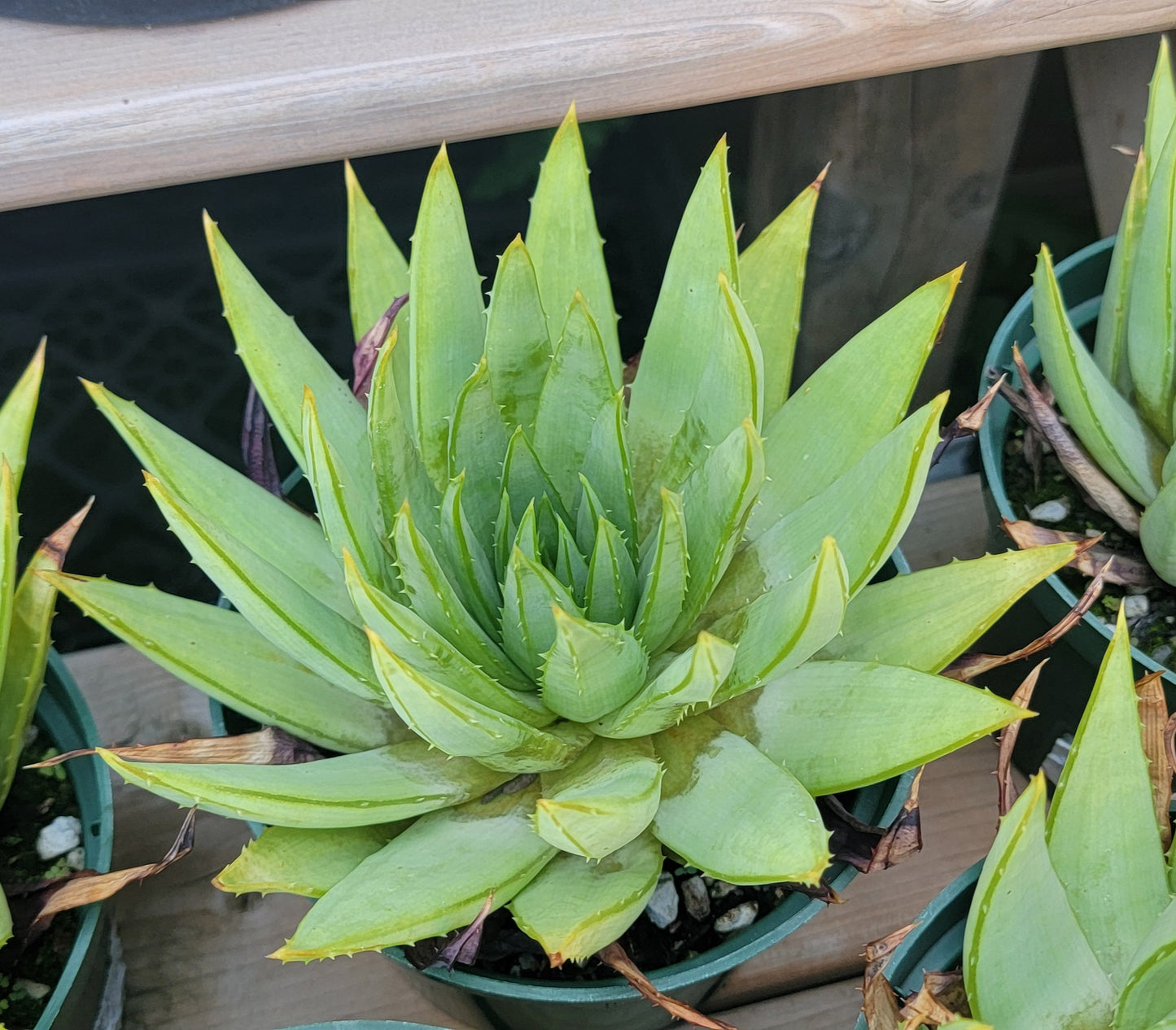 Aloe polyphylla | Spiral  Aloe