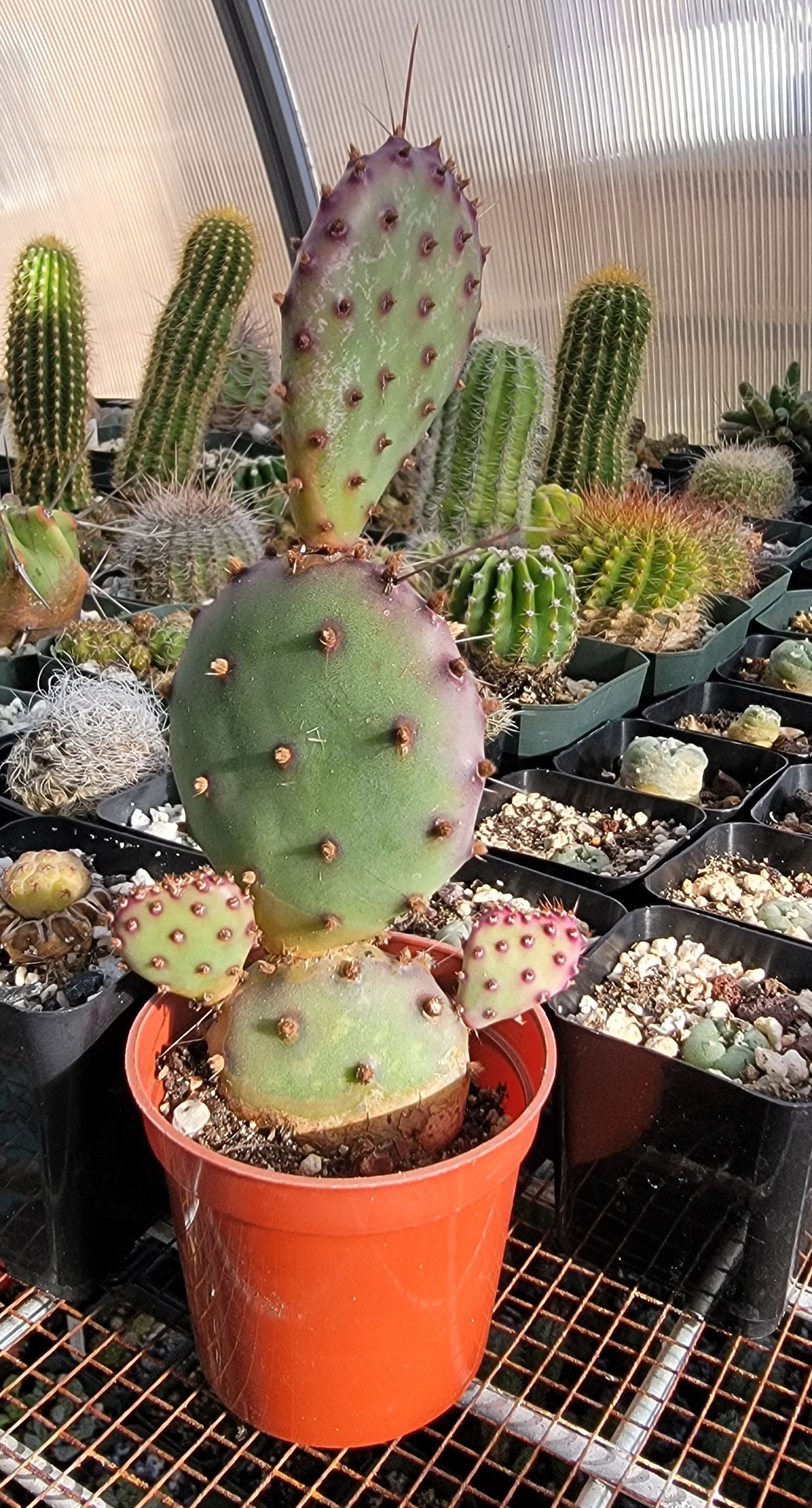 Opuntia Santa Rita (Live plant)