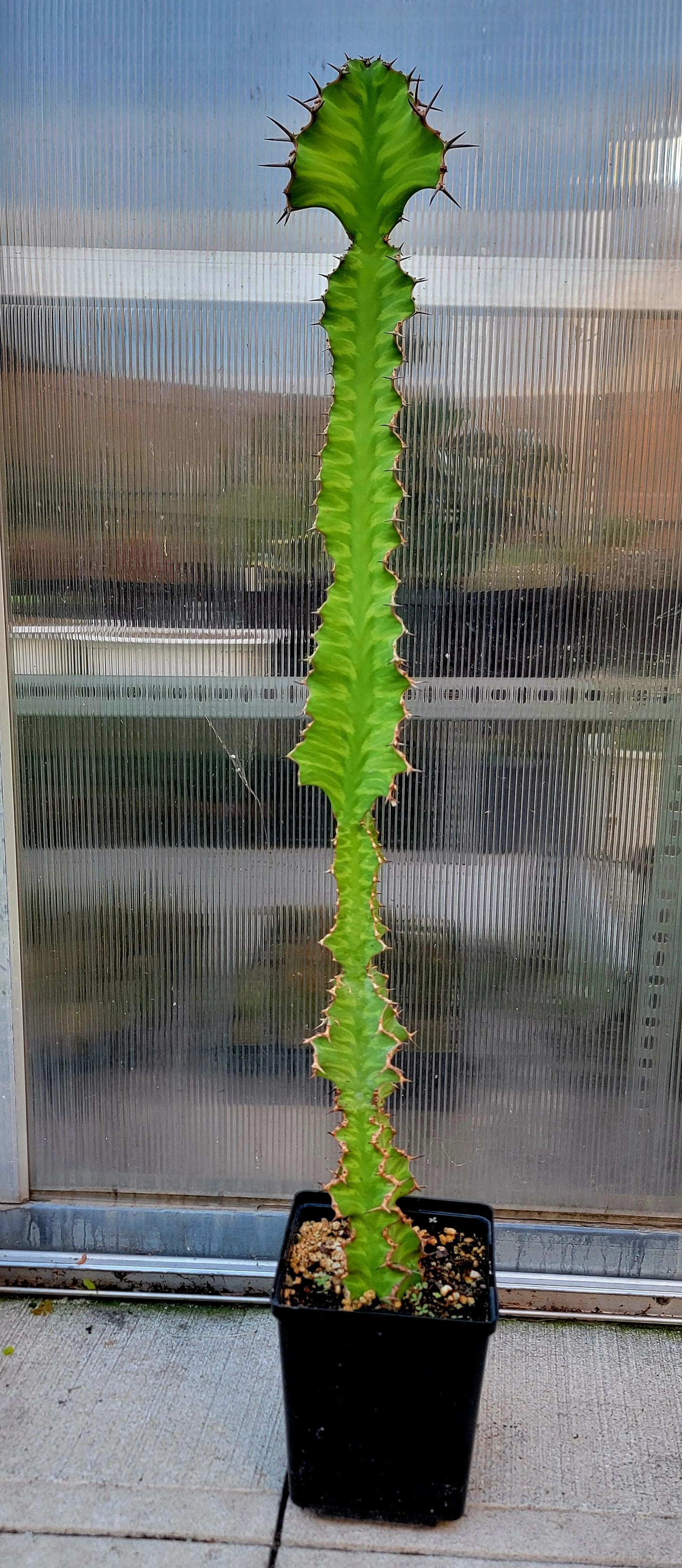 Euphorbia pseudocactus Zig-Zag
