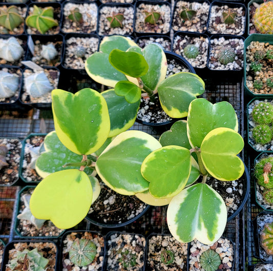 Hoya Kerrii Variegata | Live plant
