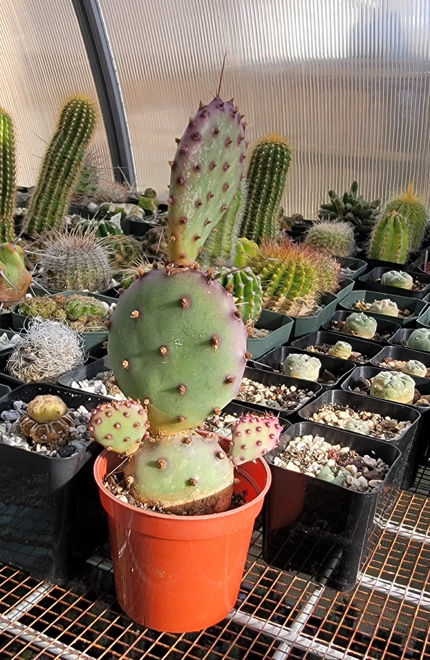 Opuntia Santa Rita (Live plant)