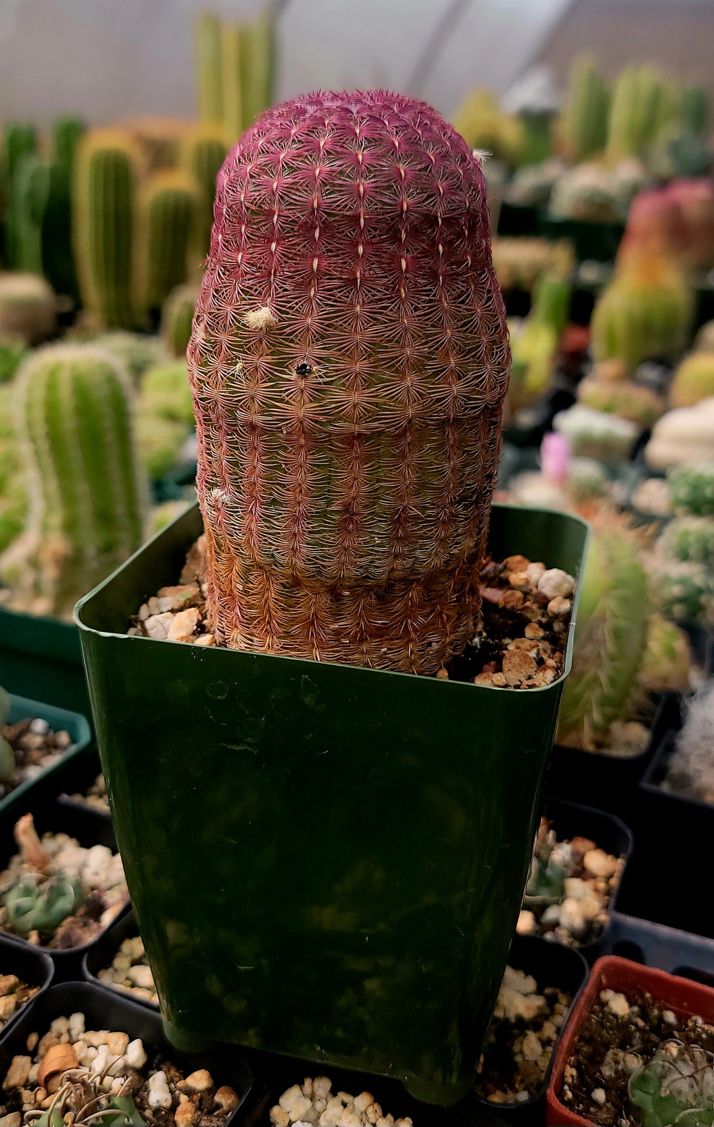 Echinocereus rigidissimus var. rubispinus | Rainbowcactus