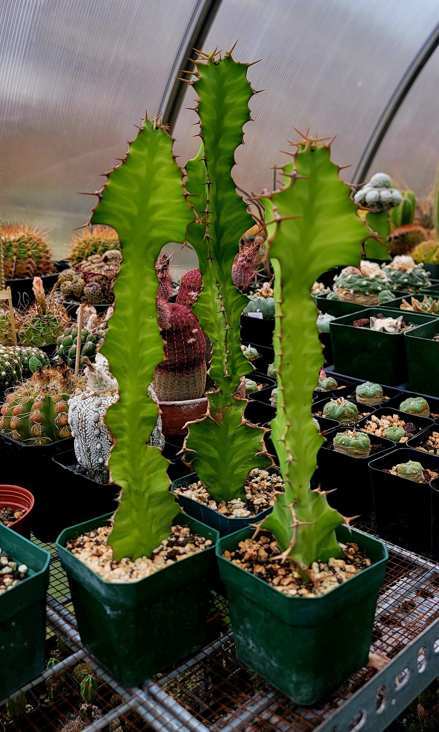 Euphorbia pseudocactus Zig-Zag