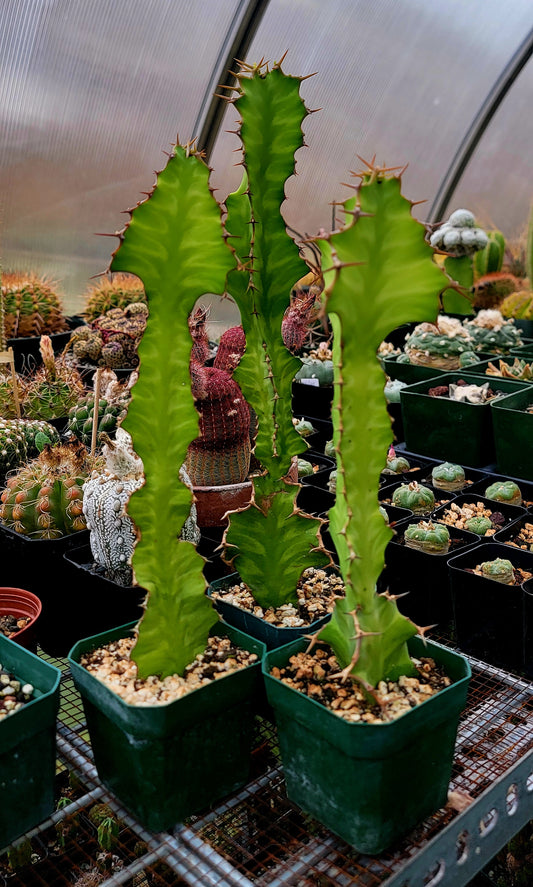 Euphorbia pseudocactus Zig-Zag
