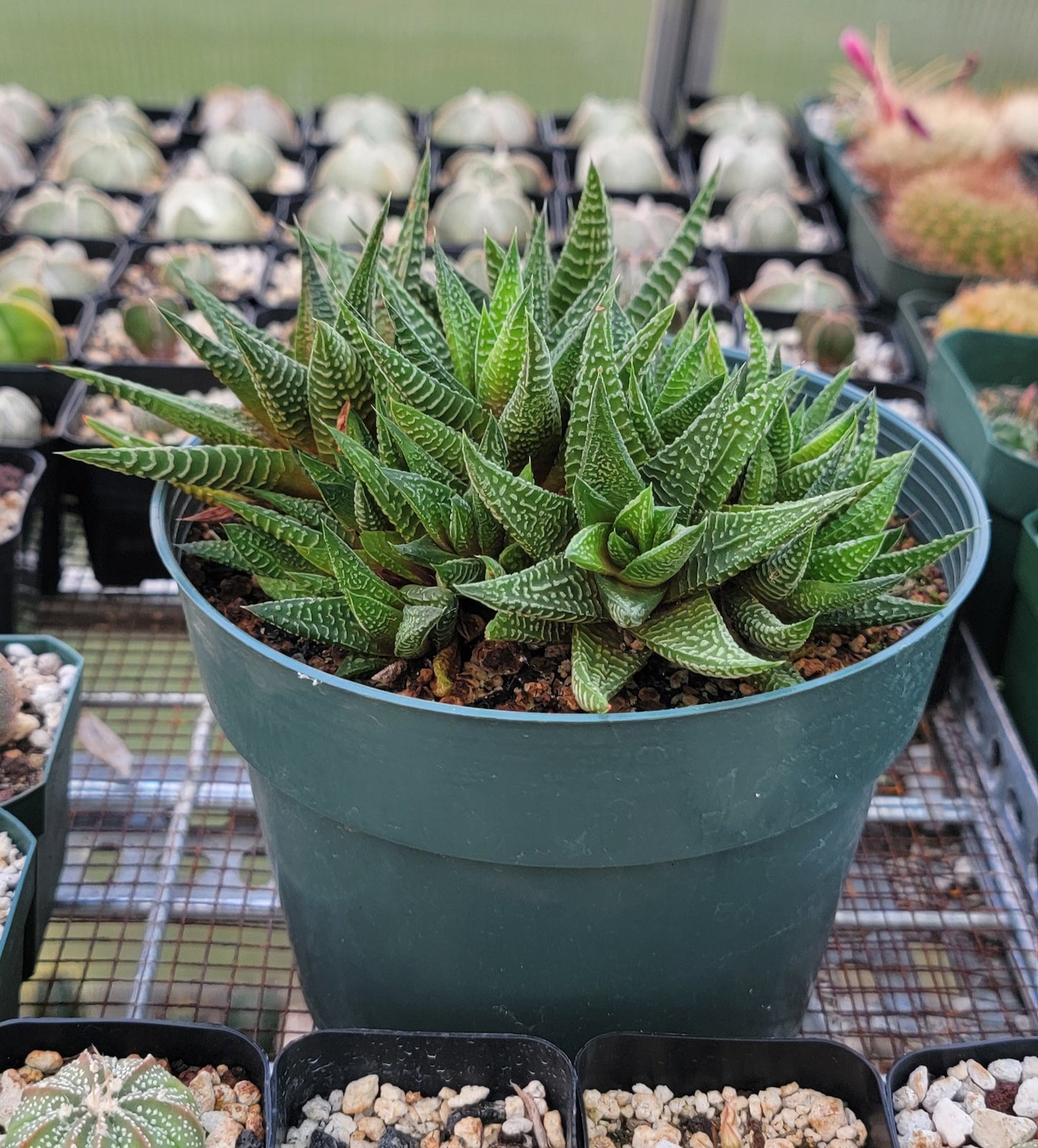 Haworthia limifolia|clumps