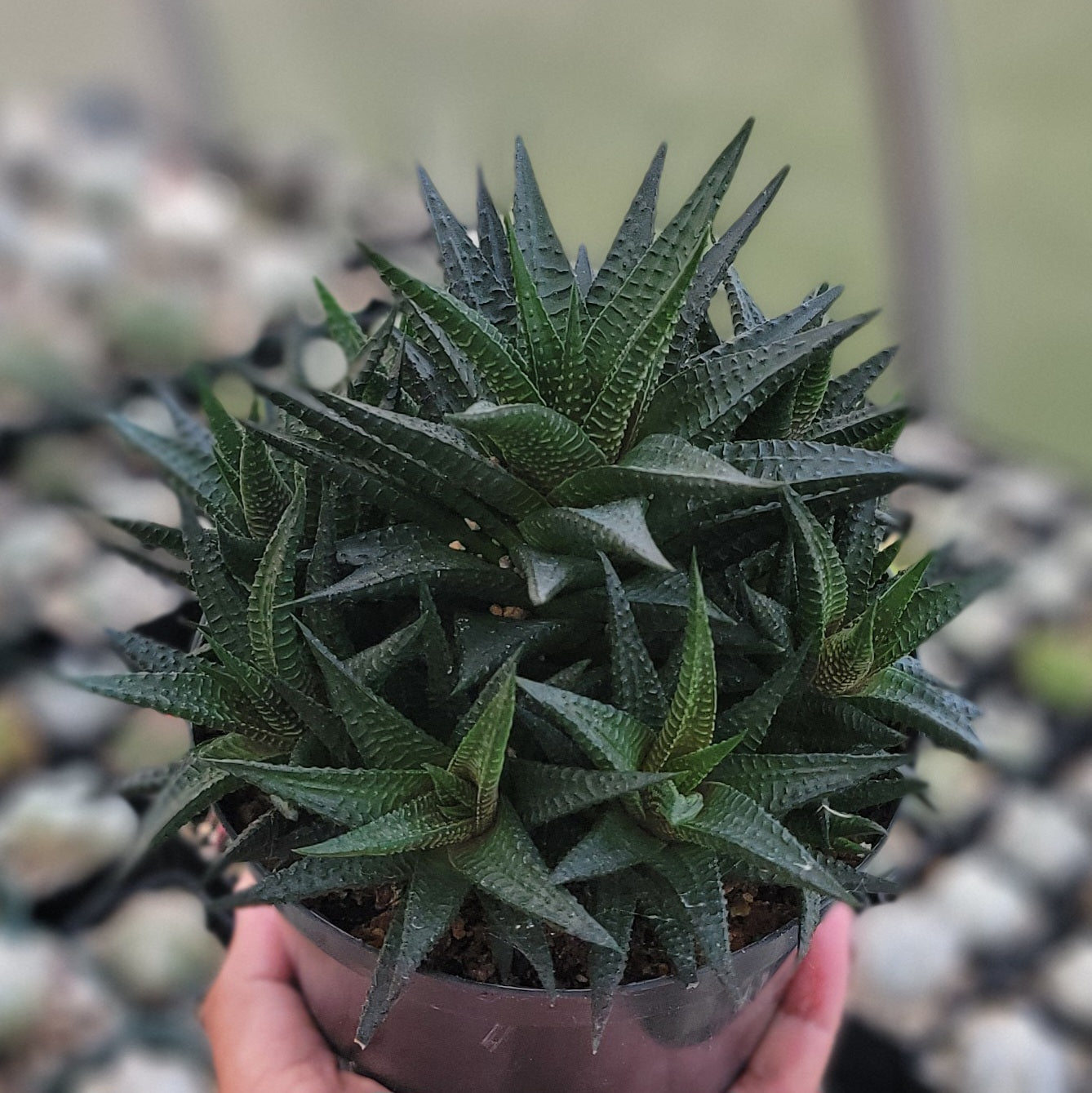 Haworthia limifolia|clumps