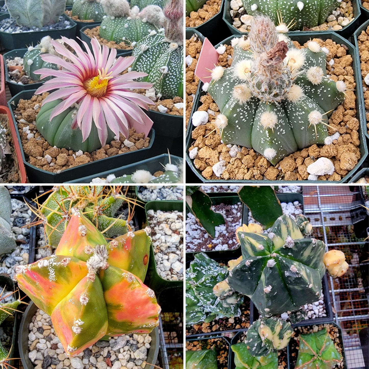 Astrophytum Premium Mix - seeds