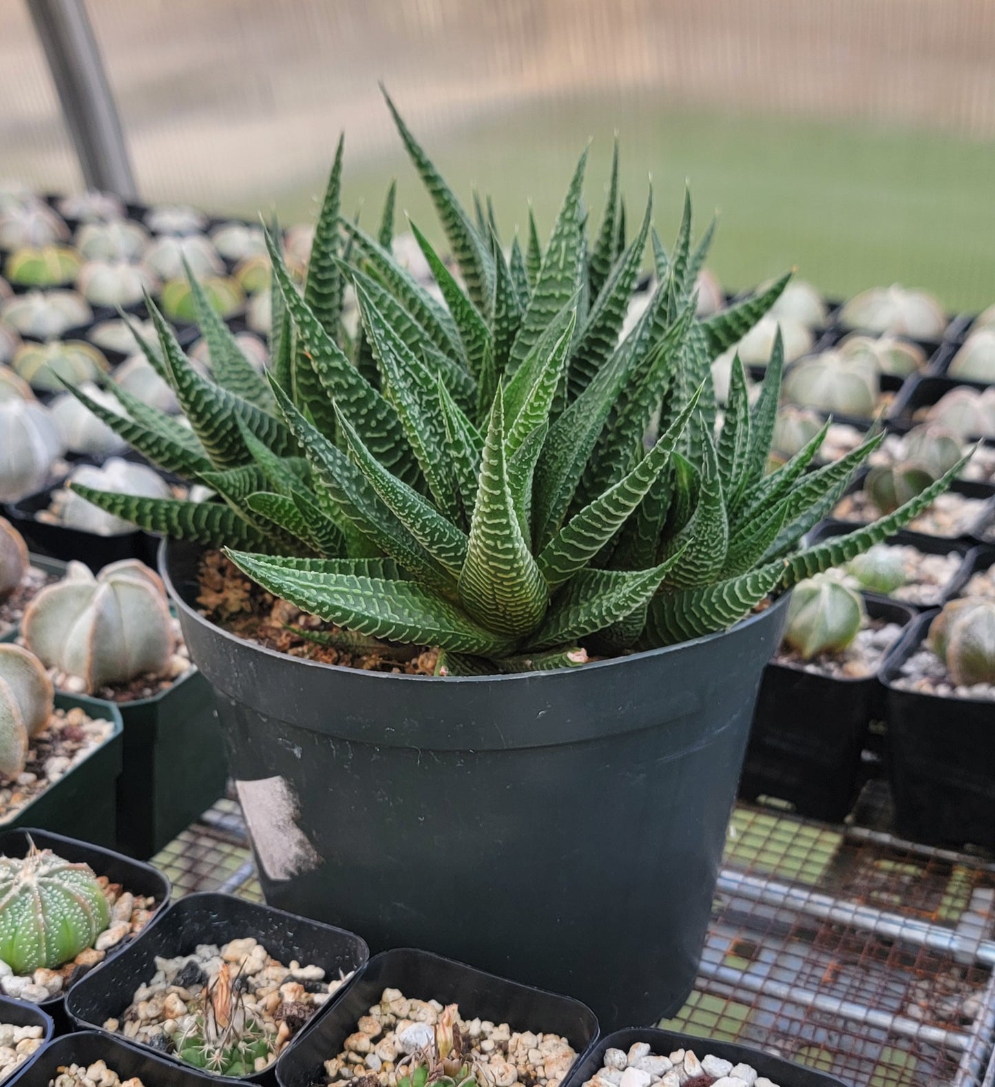 Haworthia limifolia|clumps
