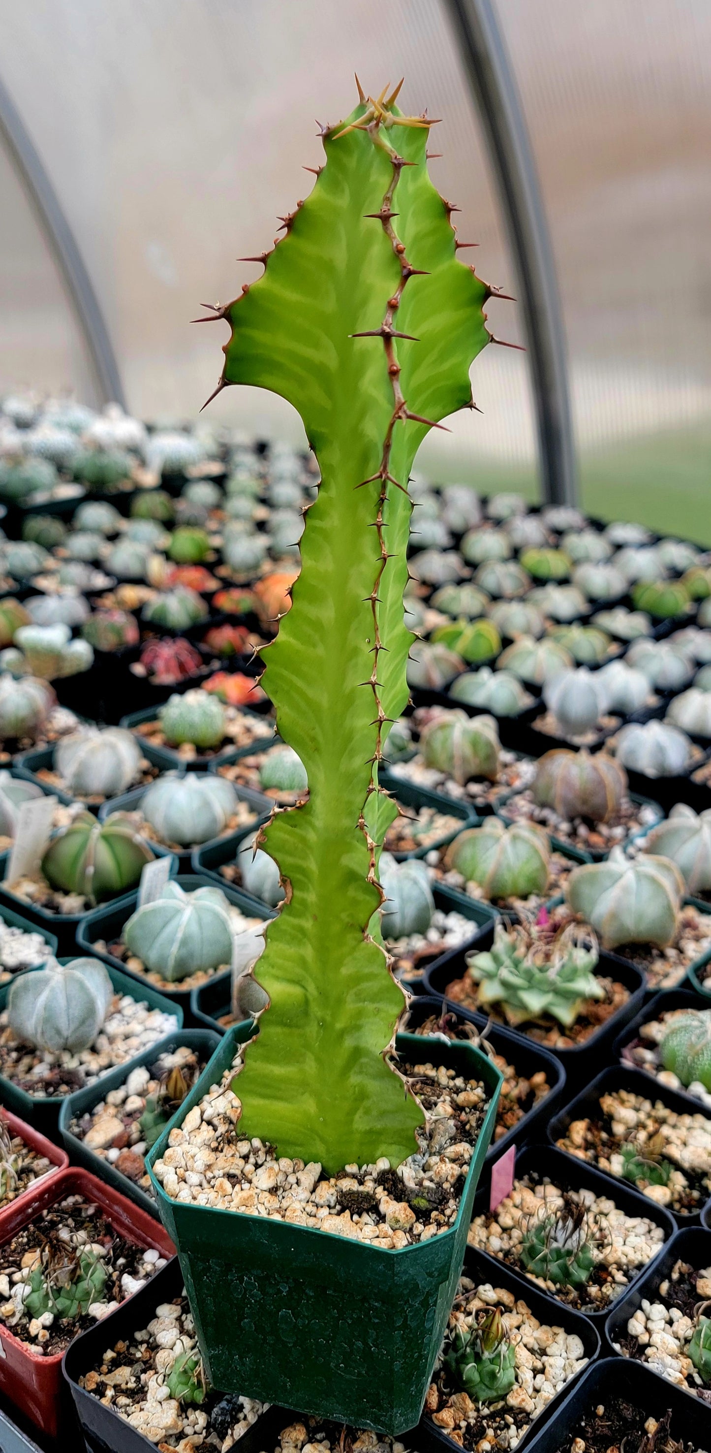 Euphorbia pseudocactus Zig-Zag
