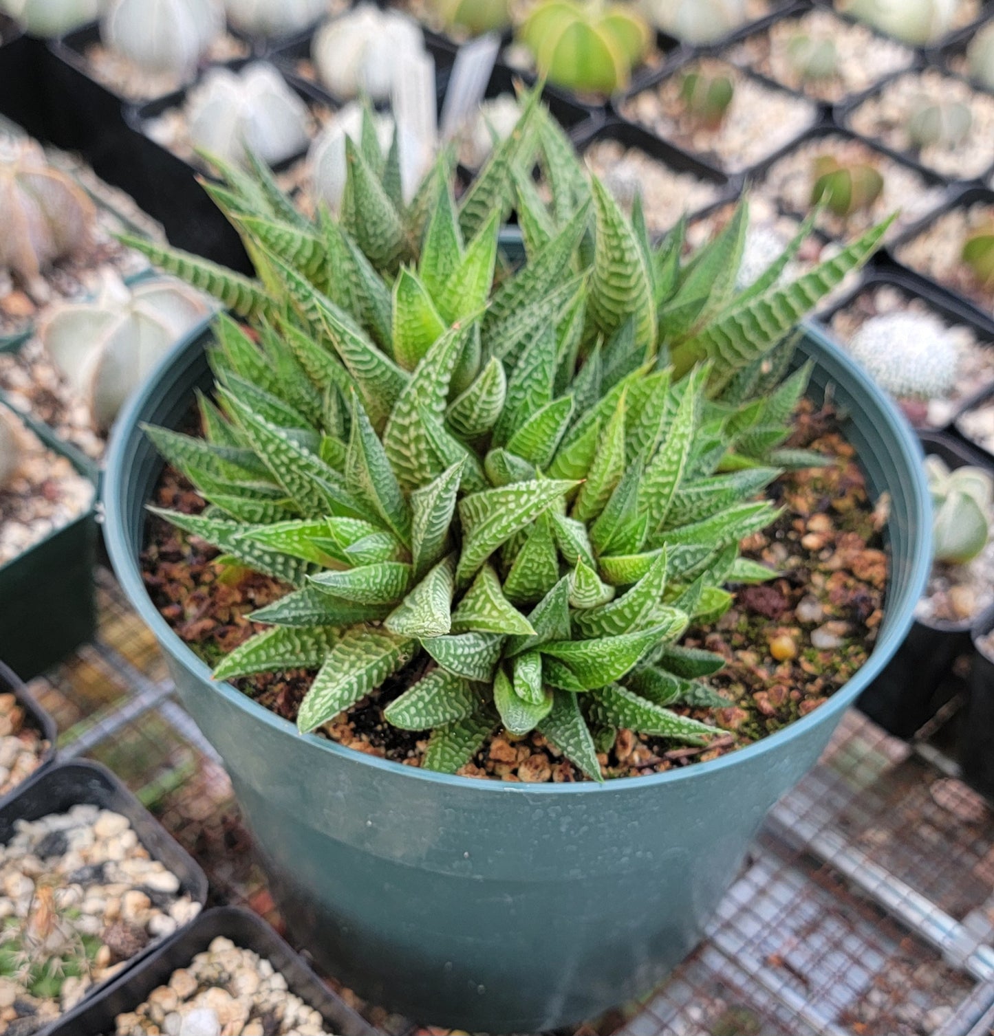 Haworthia limifolia|clumps