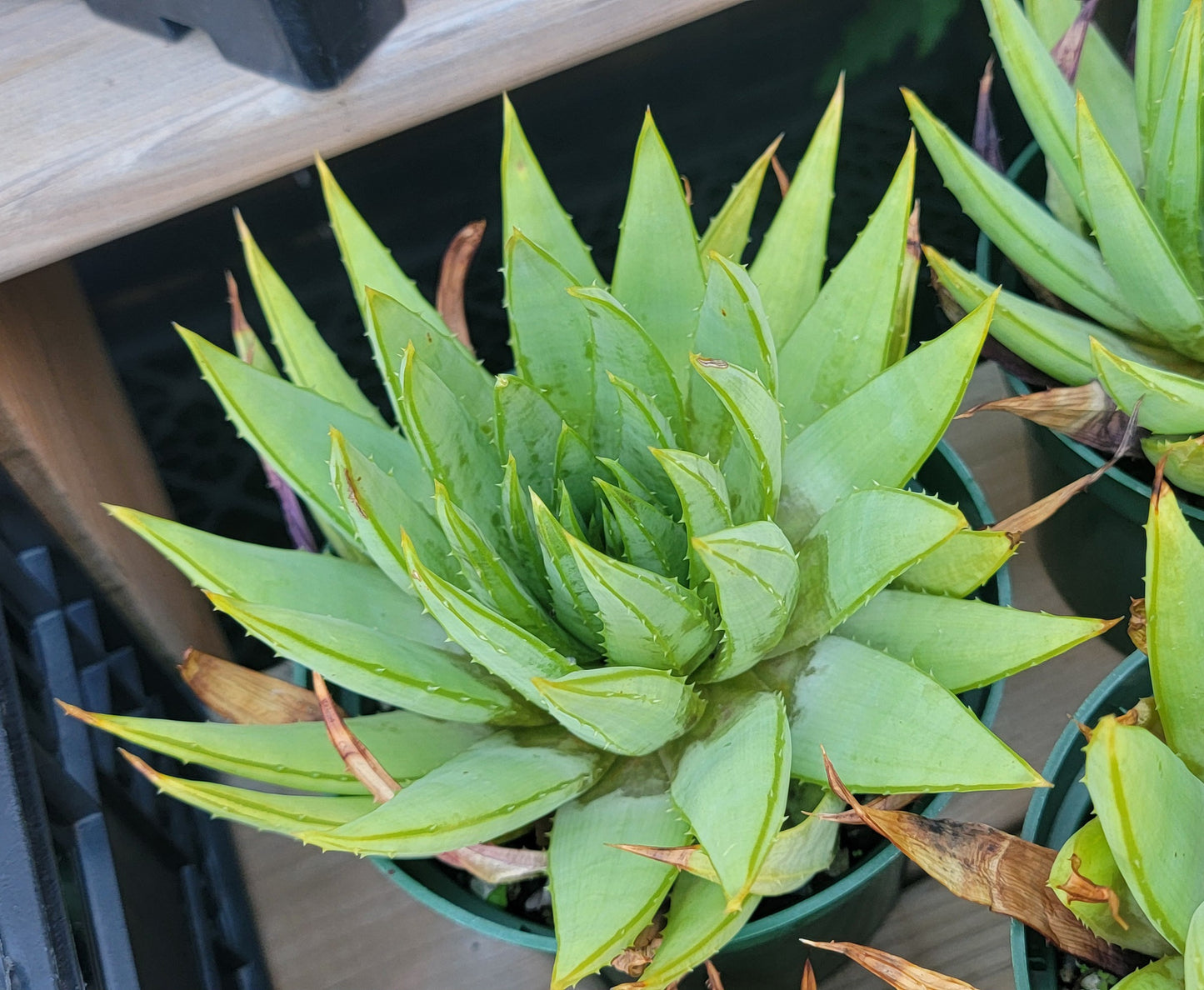 Aloe polyphylla | Spiral  Aloe