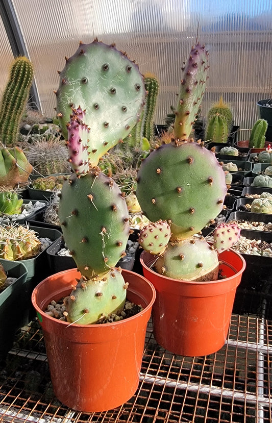 Opuntia Santa Rita (Live plant)