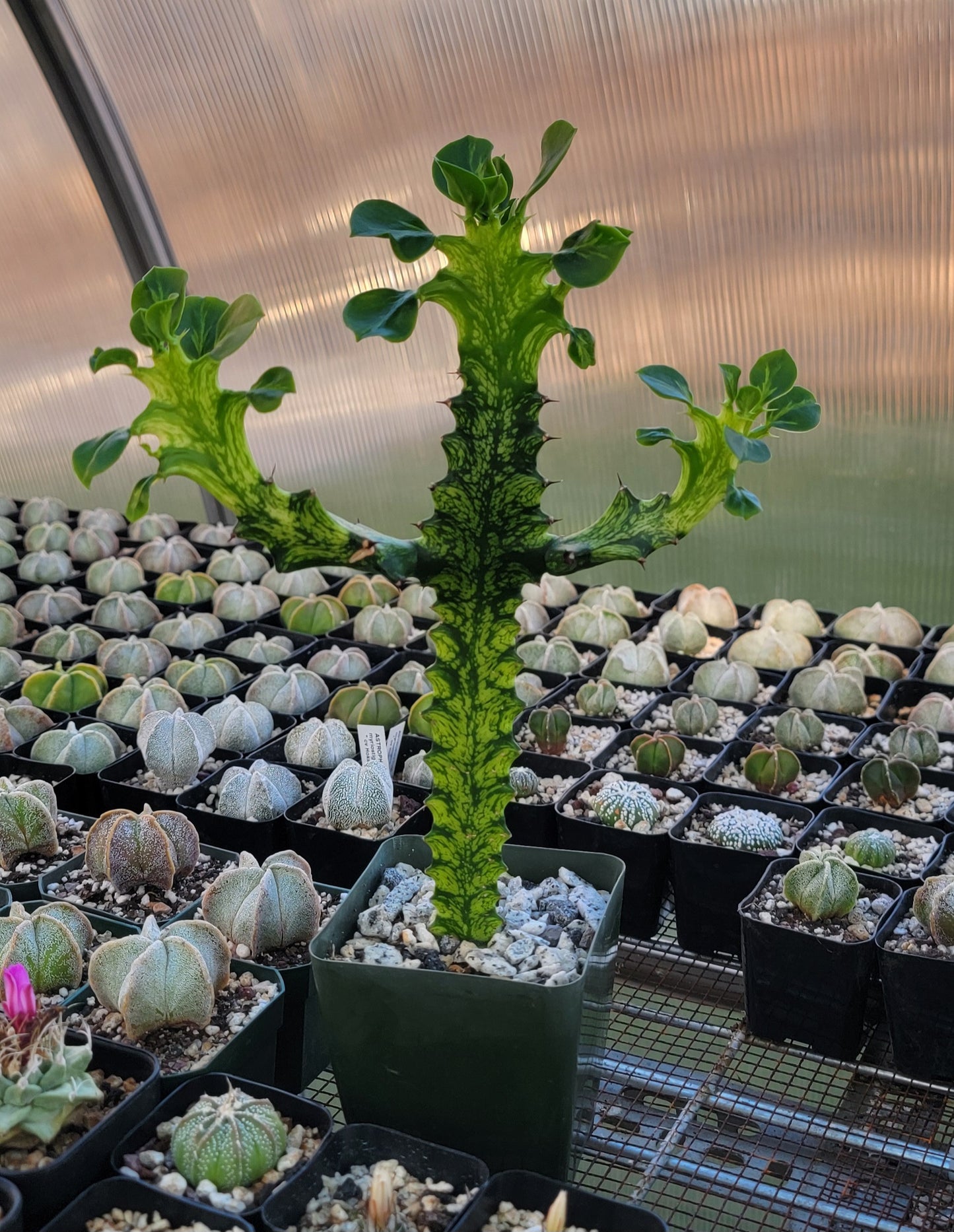 Euphorbia laceii variegated
