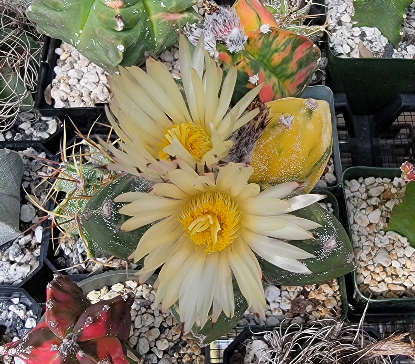 Astrophytum myriostigma  cv.kikko nudum Variegata (15 seeds)