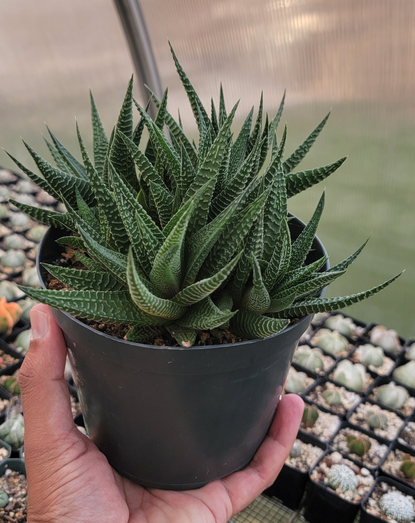 Haworthia limifolia|clumps