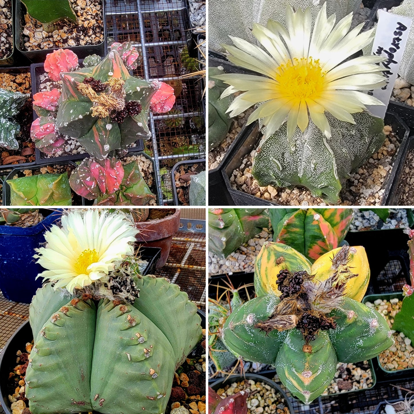 Astrophytum Premium Mix - seeds