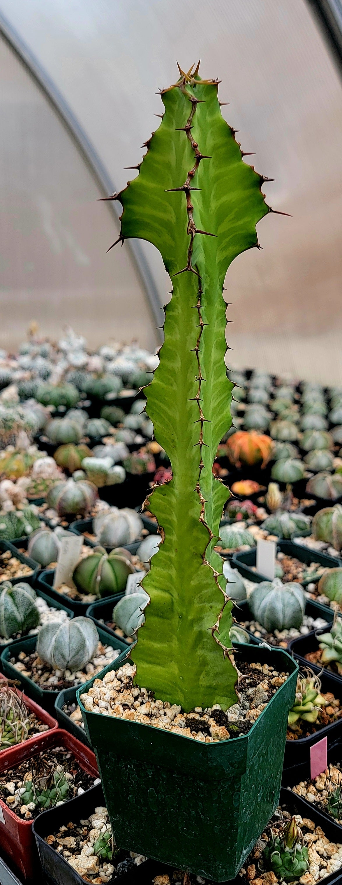 Euphorbia pseudocactus Zig-Zag