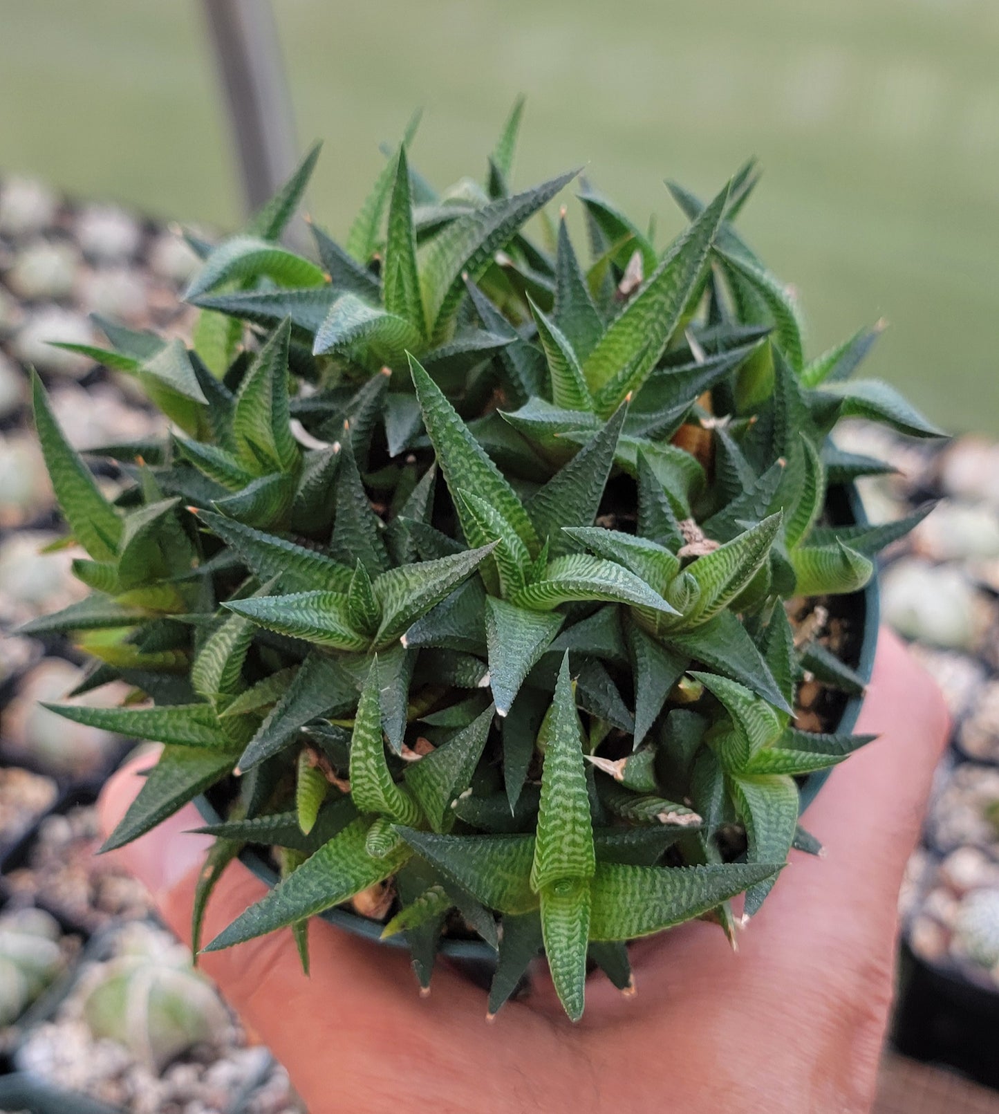 Haworthia limifolia|clumps