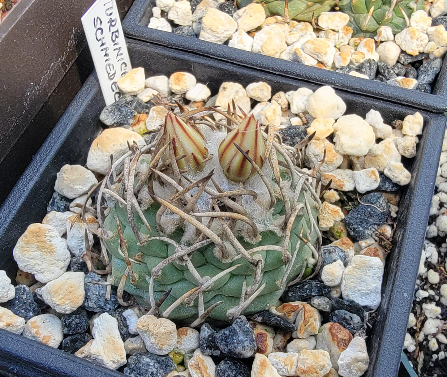 Turbinicarpus schmiedicheanus ssp. klinkerianus