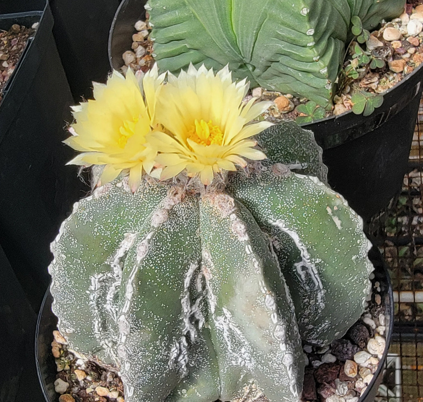 Astrophytum myriostigma cv. Hakujo Fukuryu  (15 seeds)