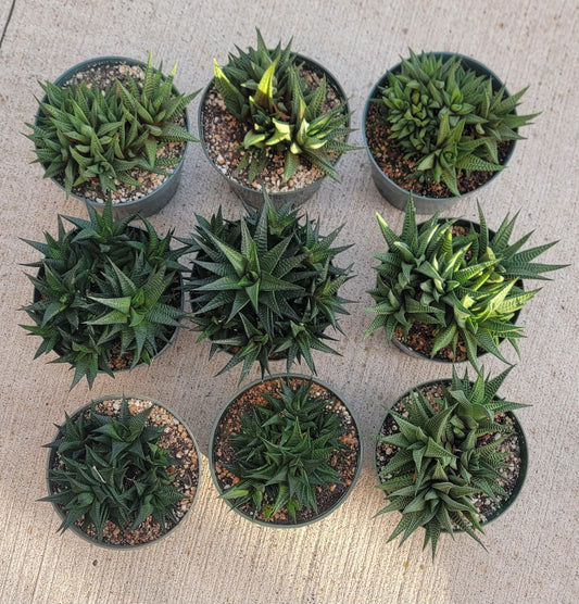 Haworthia limifolia|clumps