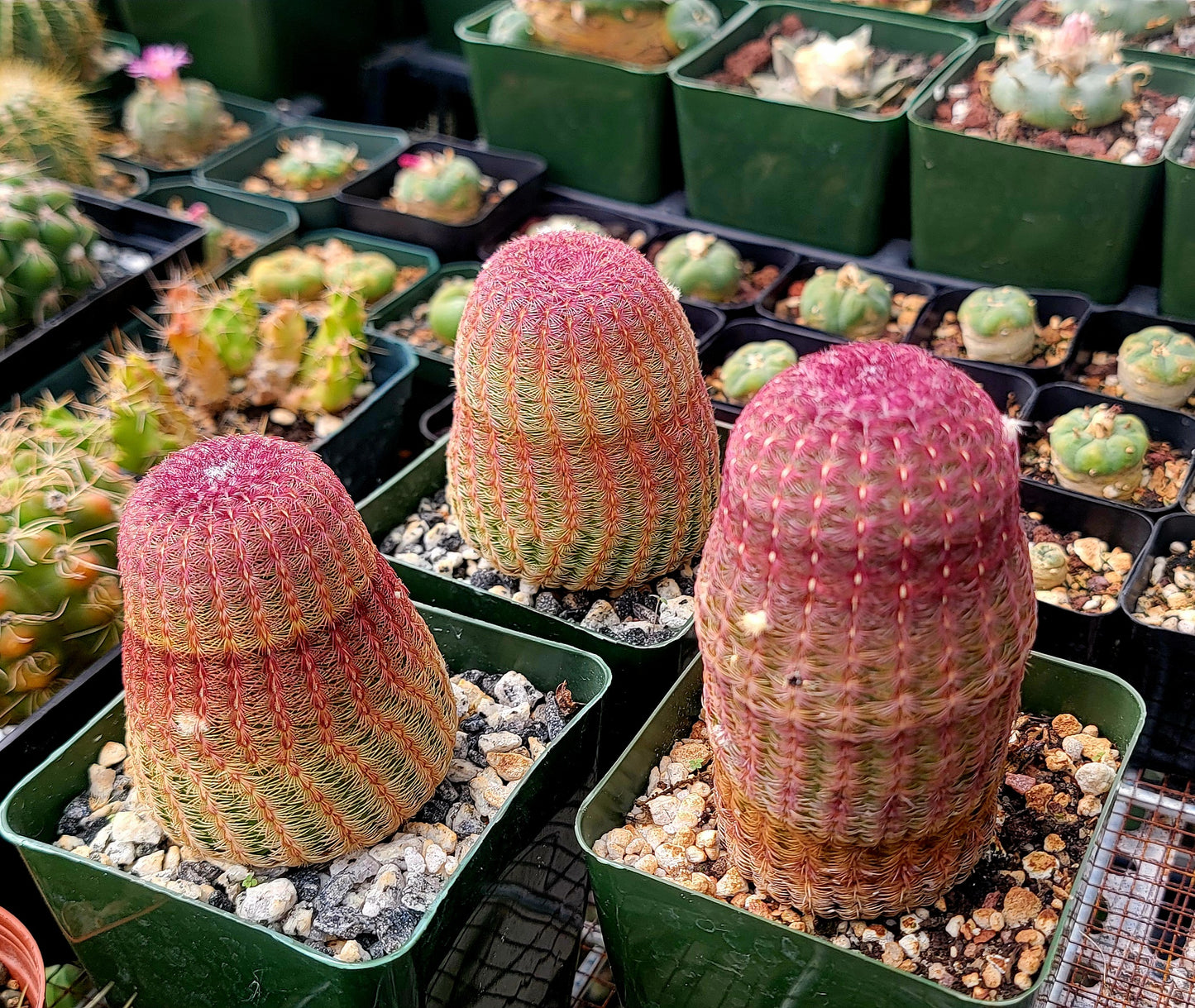 Echinocereus rigidissimus var. rubispinus | Rainbowcactus