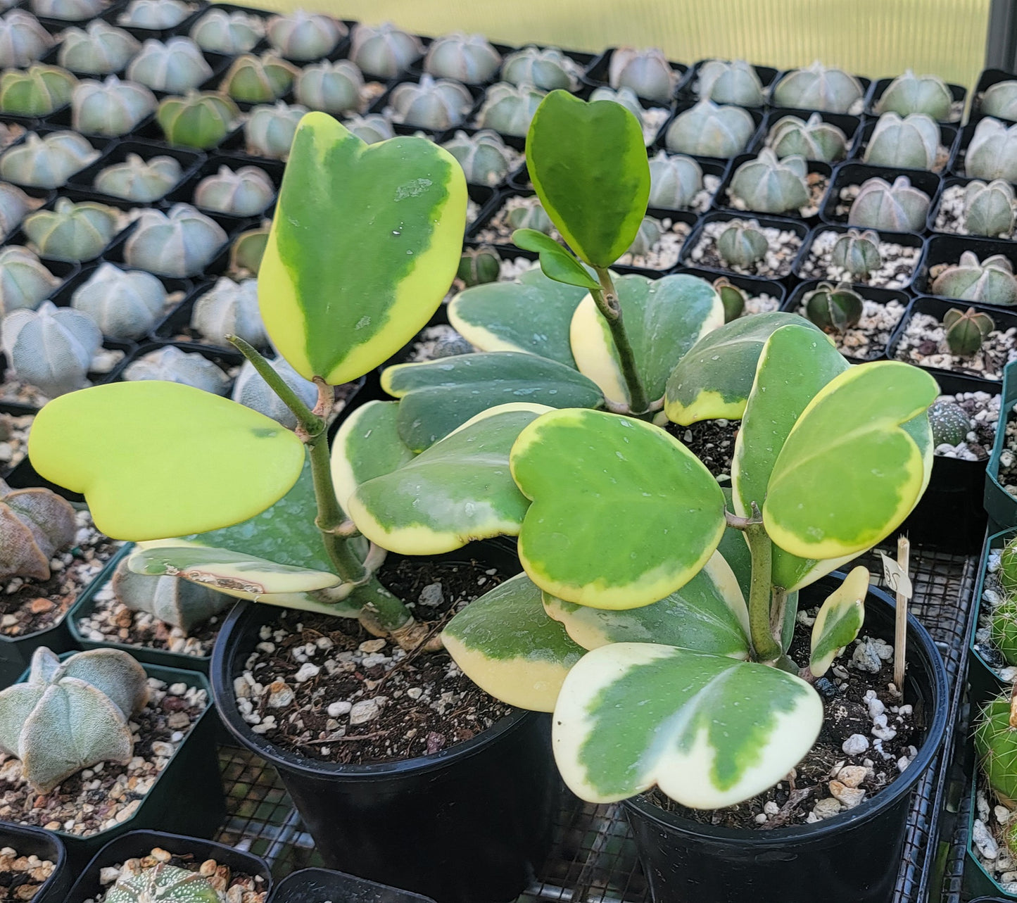 Hoya Kerrii Variegata | Live plant