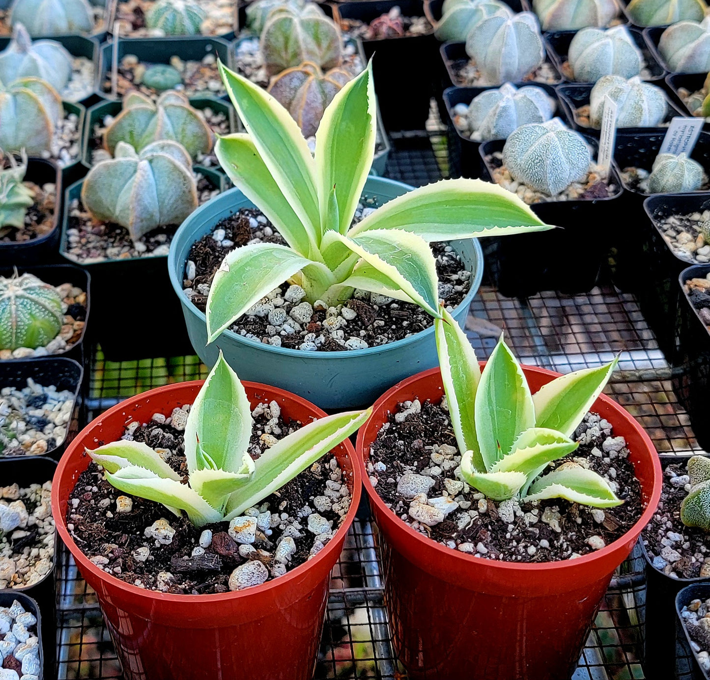 Agave Desert Diamond