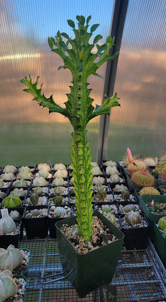 Euphorbia laceii variegated