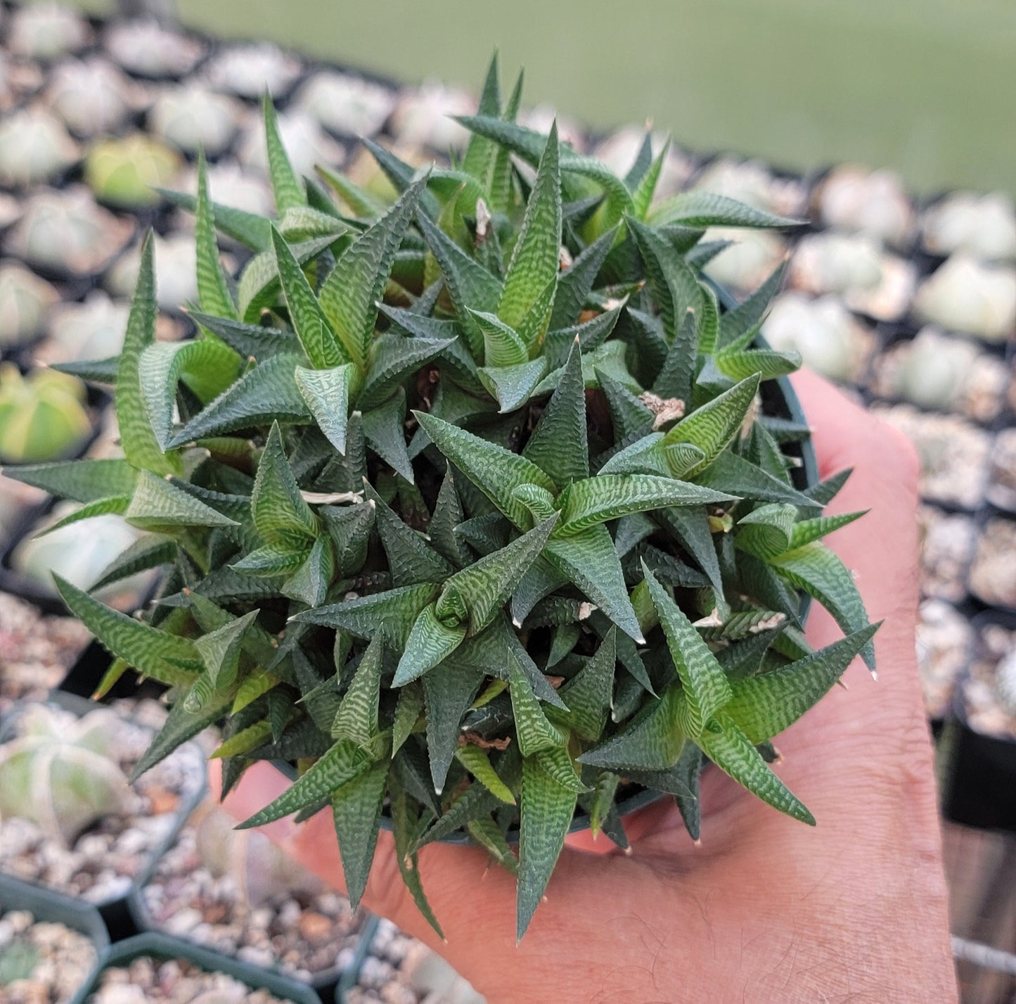 Haworthia limifolia|clumps