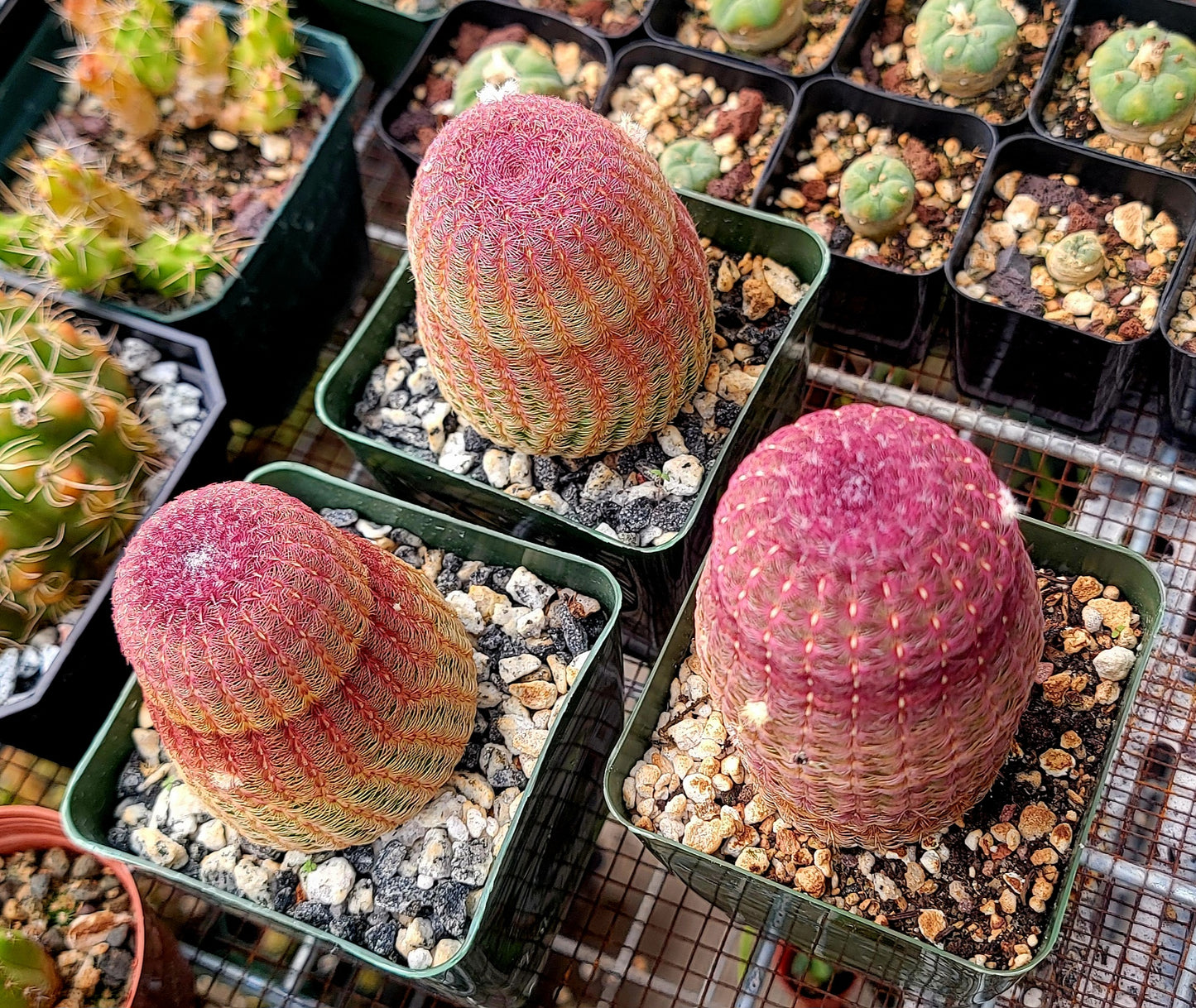 Echinocereus rigidissimus var. rubispinus | Rainbowcactus