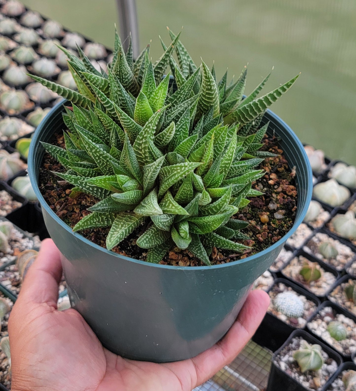Haworthia limifolia|clumps